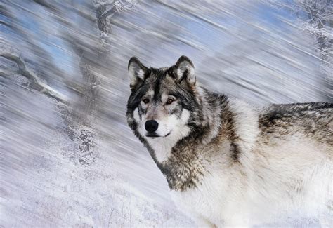 River Wolf I Photograph By Gordon Semmens Fine Art America