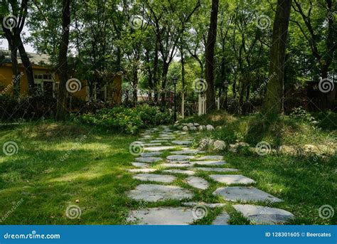 Shady Stone Path In Lawn To Gate Of Hedge In Sunny Summer Stock Image