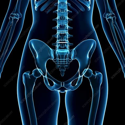 Human Pelvic Bones Artwork Stock Image F0074368 Science Photo