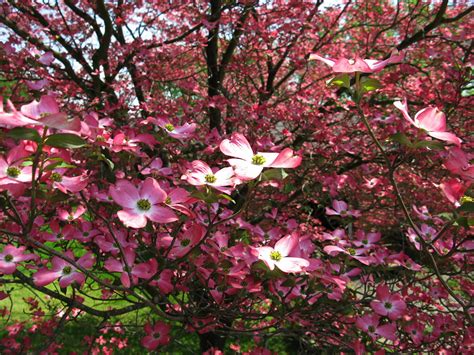 Pink Dogwood Tree Inside Flowers Free Nature Pictures By