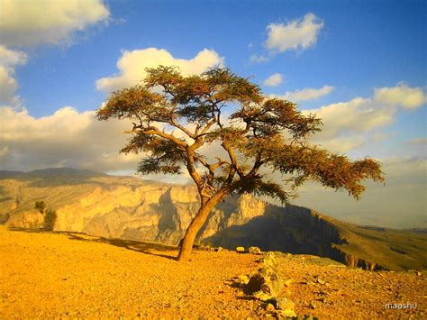 Lote Tree Of Wisdom Oman By Maashu Redbubble