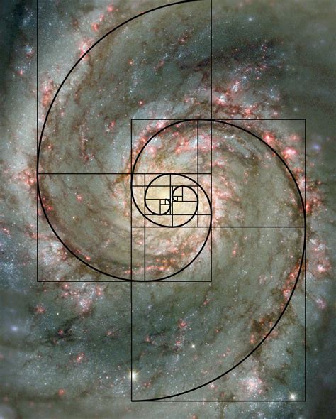 The Fabulous Fibonacci Sequence In Nature Science Vibe