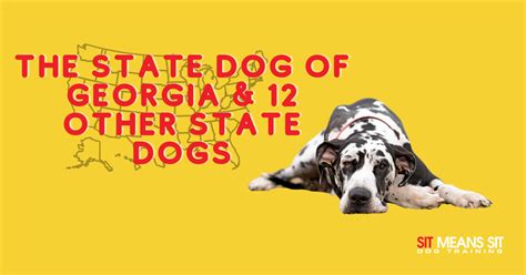 The State Dog Of Georgia And 12 Other State Dogs Sit Means Sit Dog