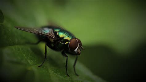 Fly Insect Wallpapers Wallpaper Cave