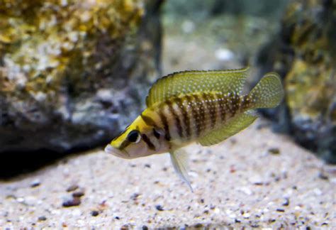 Calvus Cichlid Altolamprologus Calvus Ultimate Care Guide Fish