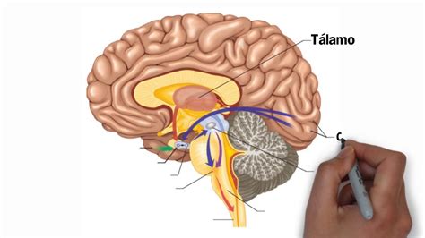 Imagenes Del Cerebro Humano Y Sus Partes En Ingles Dnsnored