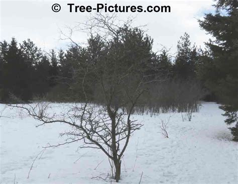 Hawthorn Tree Pictures Images Photos Facts On Hawthorns