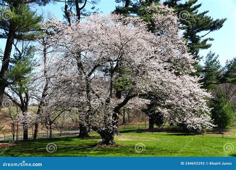 Beautiful White Cherry Blossom Tree At Its Peak Bloom Stock Photo