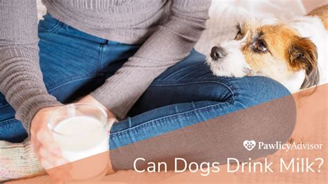 Can Dogs Drink Milk Heres Everything You Need To Know Pawlicy Advisor
