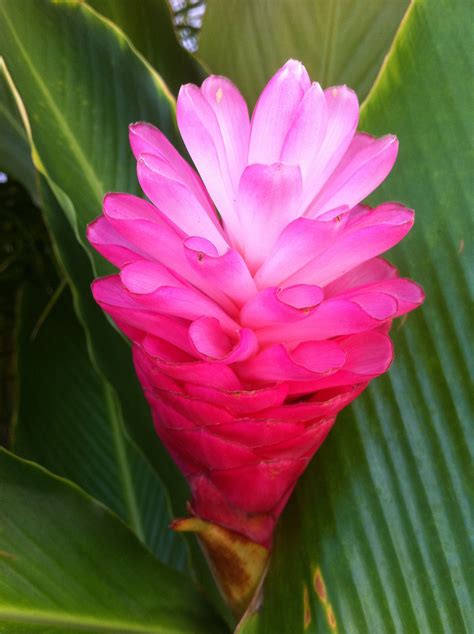 Enjoy This Beautiful Pink Ginger Flower On The Pcatt Campus Ginger