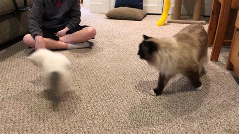 Meeting The New Kitten For The First Time Startledcats Kitten