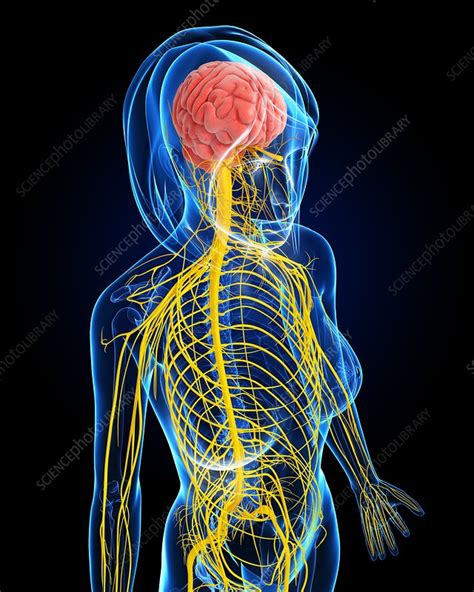 Female Nervous System Artwork Stock Image F0061633 Science