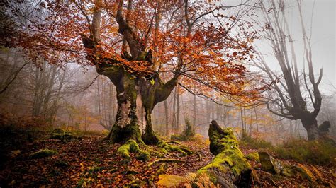 Brown Leafed Tree Nature Landscape Trees Forest Hd Wallpaper