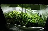 Small Marijuana Grow