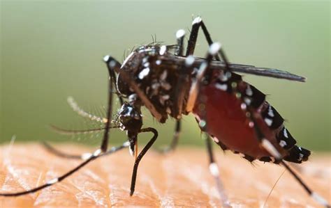 Understanding Mosquito Bites Risks Prevention And Management