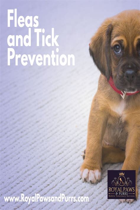Fleas And Tick Prevention Services Veterinary Services Tick