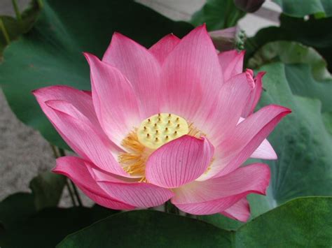 Sun Shines Beautifull Lotus Flower Pictures