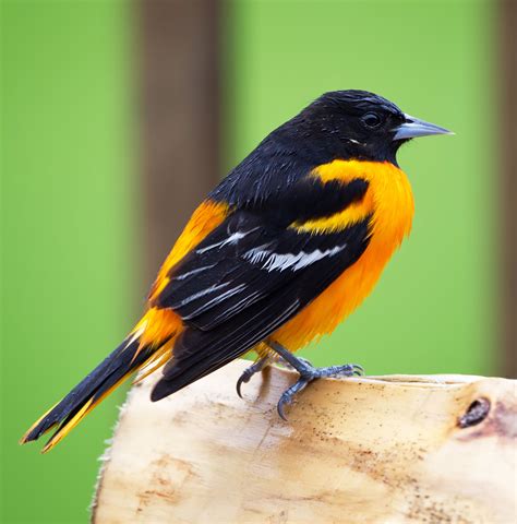 Brightly Colored Baltimore Oriole A Favorite Feathered Visitor At Tara