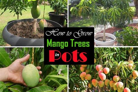 Dwarf mango trees will grow well in united states department of agriculture plant hardiness zones 9 and 10. How To Grow Mango Tree In Pot : Growing Mangoes Indoors ...