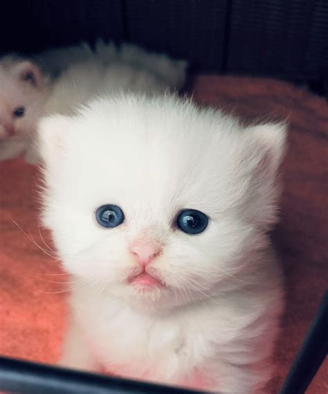 Teacup Kittens For Sale Persian Kittens Florida Doll Face Teacup