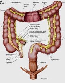 Waste products of digestion, including parts of food that are still too. large intestine anatomy | Intestines anatomy, Medical ...