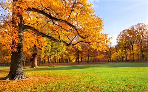 배경 화면 자연 풍경 가을 공원 나무 잔디 햇빛 2560x1600 Hd 그림 이미지