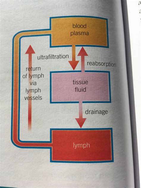 Blood Tissue Fluid Lymph Diagram Quizlet