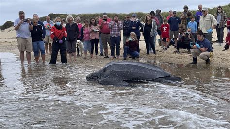Sea Turtle Stranded In Cape Cod Rescued And Returned To The Ocean