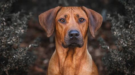 Rhodesian Ridgeback Dog Breed Info Facts Traits Pictures And More