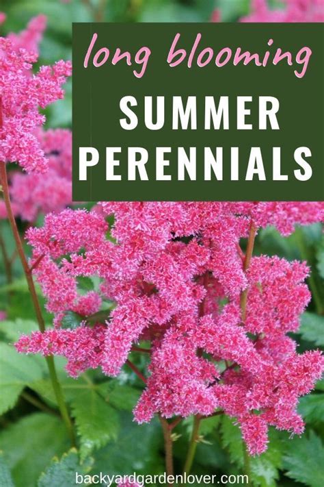 27 Stunning Perennials That Bloom All Summer Flowers Perennials