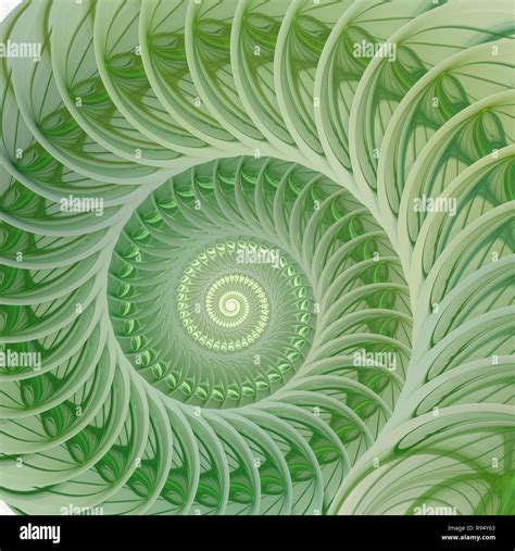 Abstract Fractal Spiral Shell Background Spiral Symmetry Fibonacci