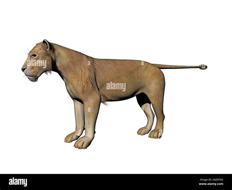 Lion Tail Hi Res Stock Photography And Images Alamy