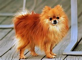 Pomeranian Dog Breed » Information, Pictures, & More