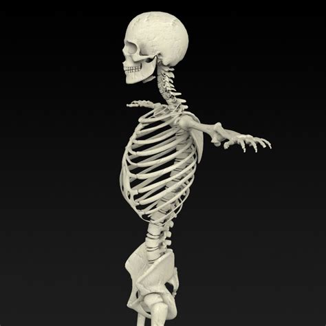 Realistic Human Skeleton By Gamingarts 3docean