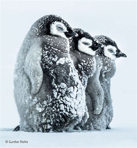 Three Baby Emperor Penguins Napping During A Snowstorm Aww