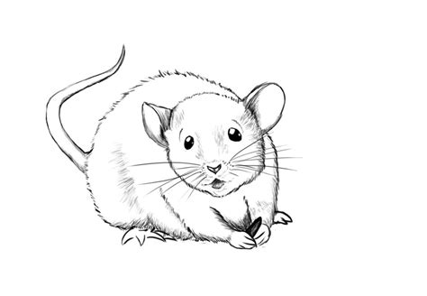 How To Draw A Mouse Drawings Animal Drawings Animal Stencil