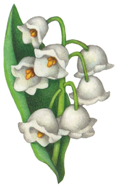 Maybe you would like to learn more about one of these? Flowers Stock Art Illustrations - Douglas Schneider ...