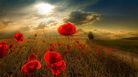 Wallpaper Sunlight Sunset Flowers Nature Red Sky Field Sunrise