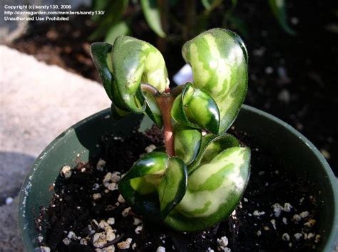 Also known as the reverse variegated hindu rope, the mauna loa is hard to find! PlantFiles Pictures: Reverse Variegated Hindu Rope Hoya ...