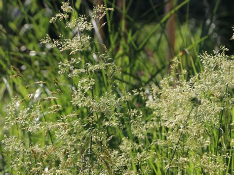 Happiest in moist, well drained soil in light shade, below are forms of the native. Rasen Schmiele 'Goldschleier' - Schönste Stauden ...