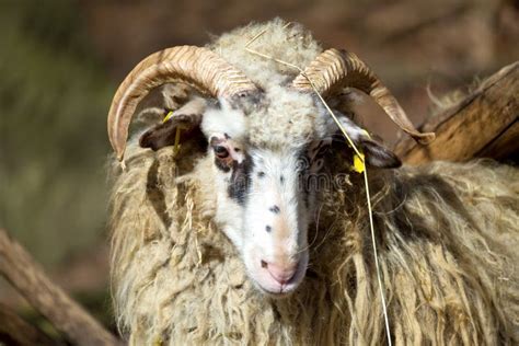 Ram Or Rammer Male Of Sheep Stock Image Image Of Meat Horn 67078547