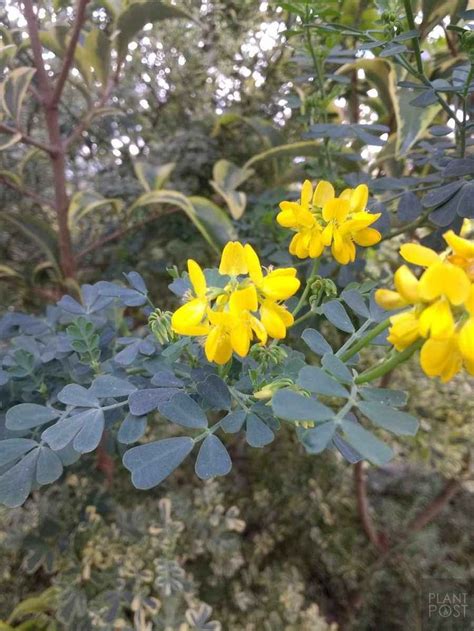 Coronilla Yellow Flowers Blue Leaves Planting Flowers Plants