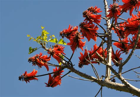 South Africas Coral Trees A Study In Scarlet Africa Geographic