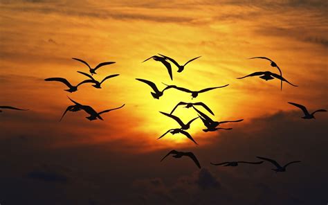Wallpaper Sunlight Birds Animals Sunset Sky Branch Sunrise