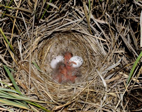 Lark Sparrow Nest With Eggs Photographs Near Skull Valley Arizona