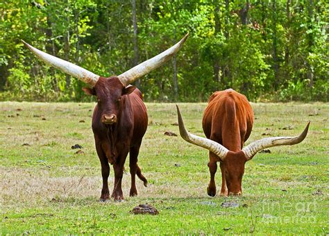 Ankole Watusi Cattle Photograph By Millard H Sharp