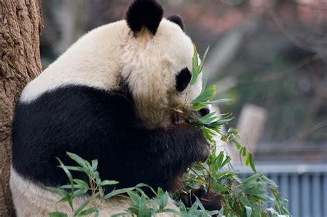 A Pregnant Panda Is A Political Animal Soas China Institute