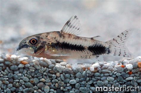 Salt And Pepper Catfish Corydoras Habrosus Masterfisch