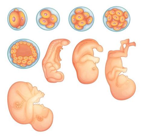 Stages In Human Embryonic Development 430243 Vector Art At Vecteezy