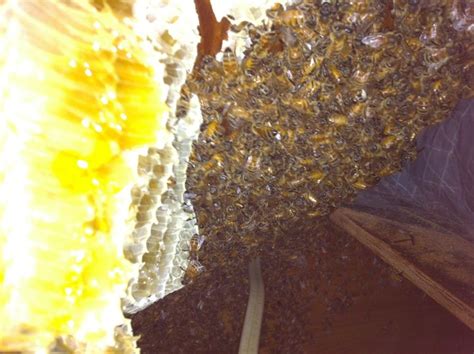 30 000 Bees Stuck In Victoria Clayton S Attic Photos Huffpost Weird News